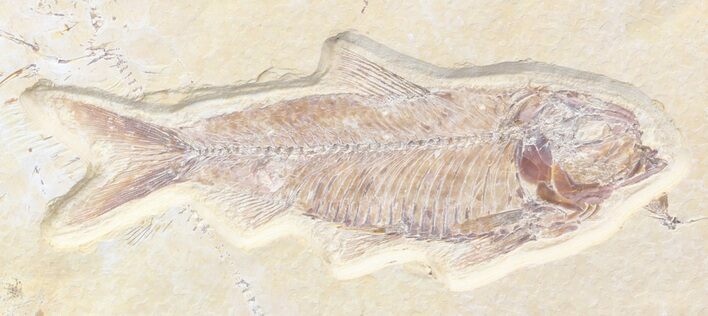 Detailed, Knightia Fossil Fish - Wyoming #42401